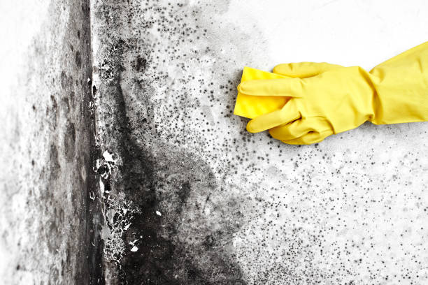 Mold Testing and Removal in Templeton, CA
