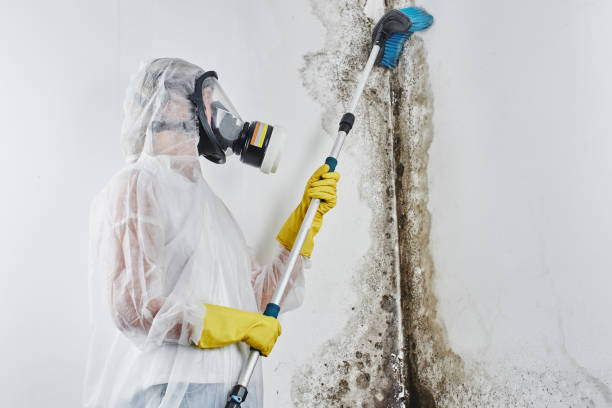 Best Professional Mold Removal  in Templeton, CA