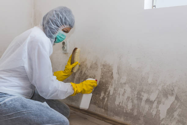 Best Attic Mold Removal  in Templeton, CA
