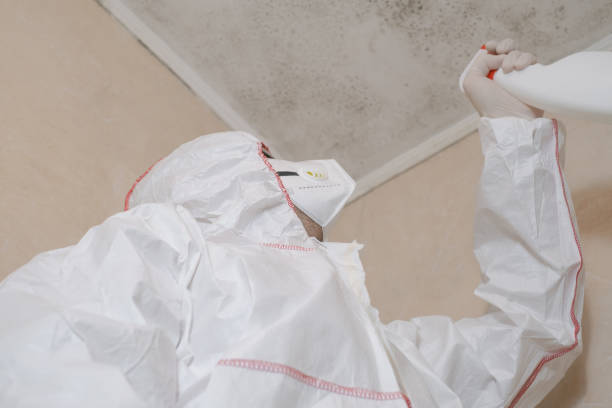 Office Mold Removal Services in Templeton, CA