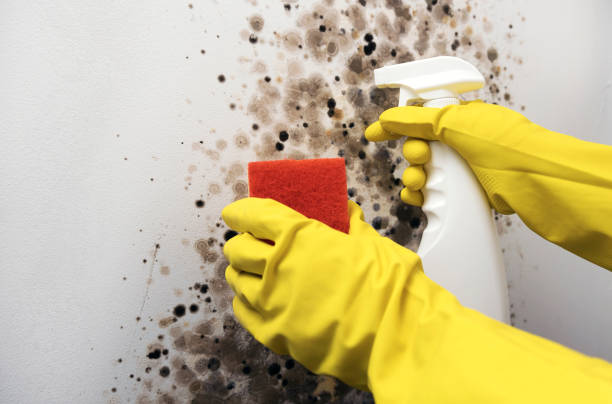 Best Professional Mold Removal  in Templeton, CA